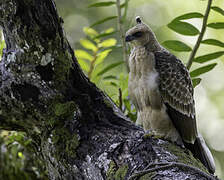 Wallace's Hawk-Eagle