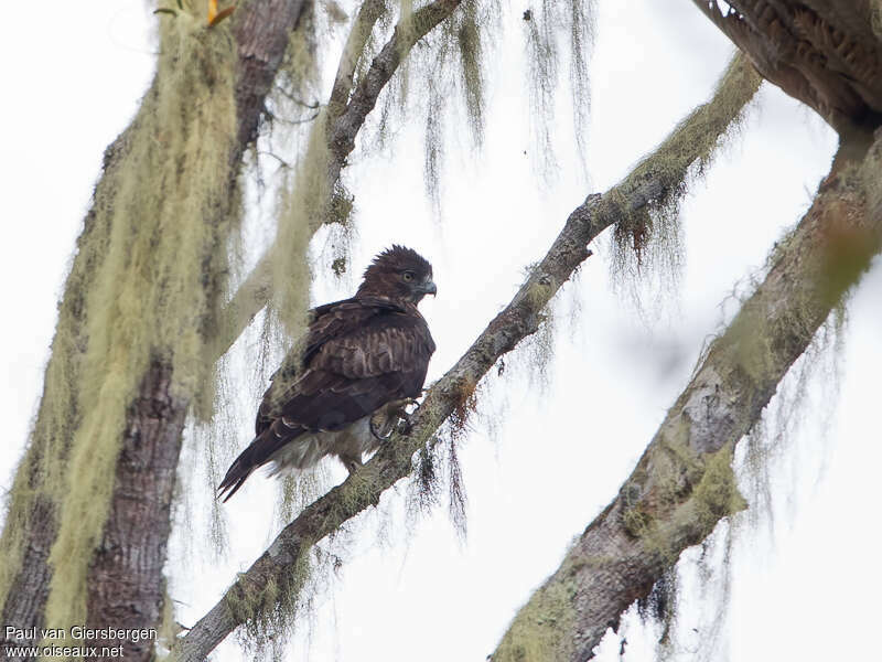 Pygmy Eagleadult, identification