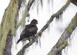 Pygmy Eagle