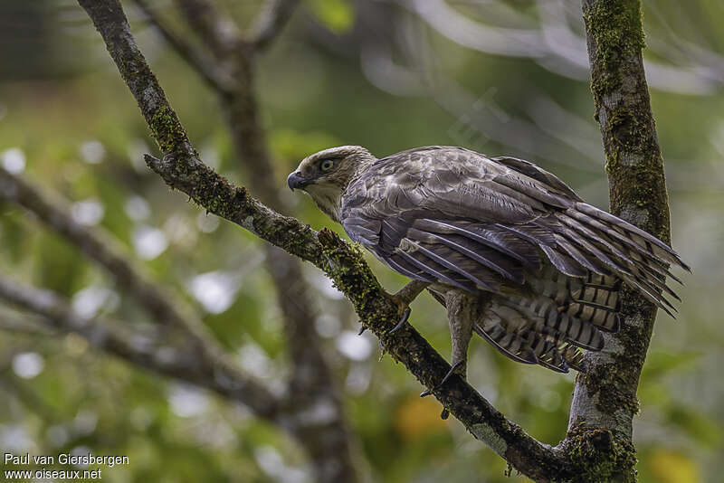 Philippine Hawk-Eagleadult