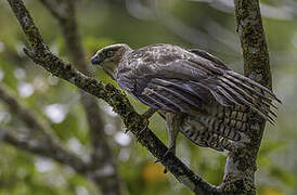 Philippine Hawk-Eagle