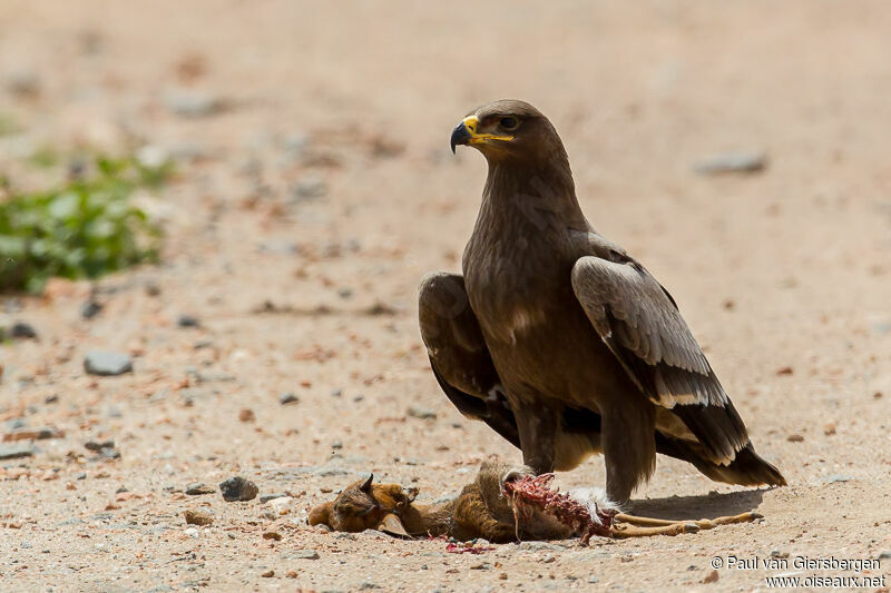 Aigle des steppes