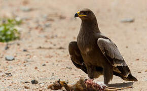 Aigle des steppes