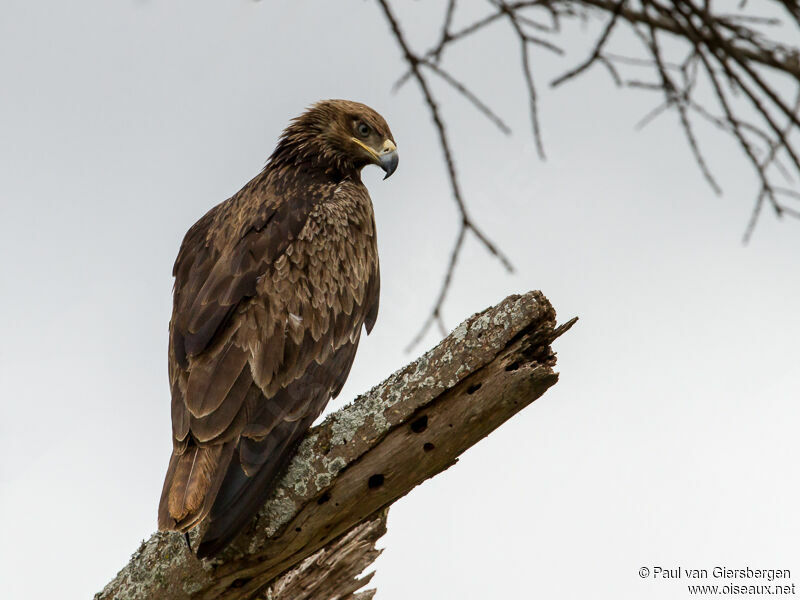 Aigle des steppes