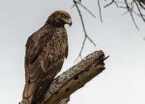 Aigle des steppes