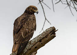 Steppe Eagle