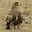 Aigle des steppes