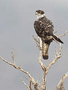 African Hawk-Eagle