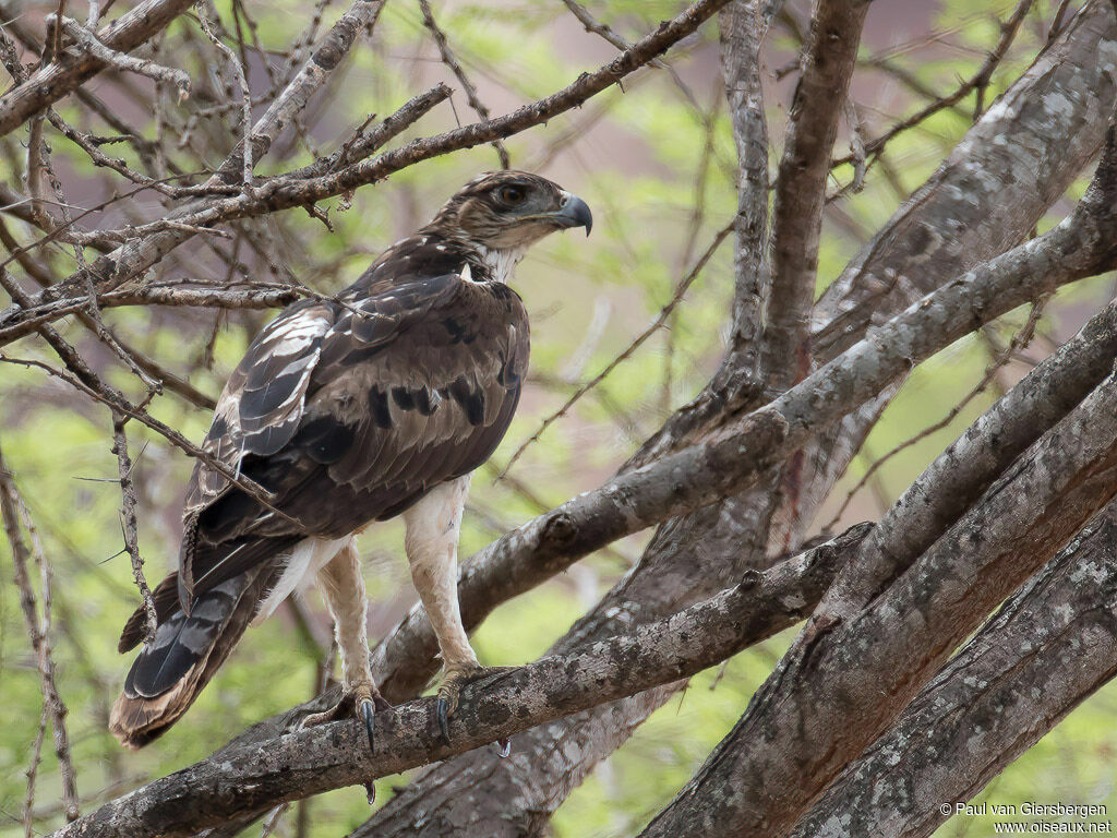 Aigle fascié