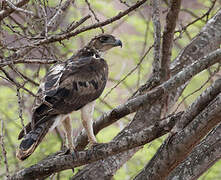 Aigle fascié