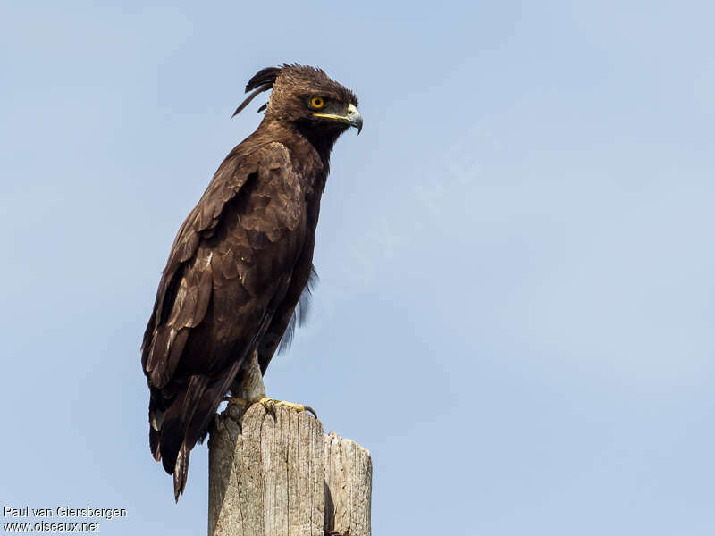 Aigle huppardadulte, identification