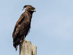 Long-crested Eagle