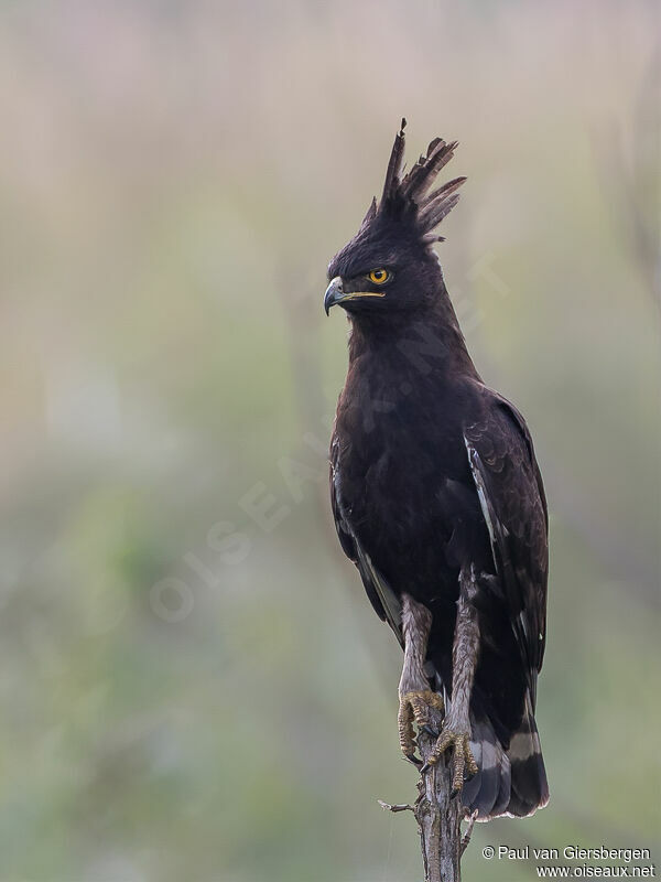 Long-crested Eagleadult