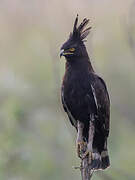 Long-crested Eagle