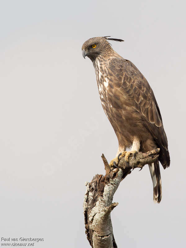 Aigle huppéadulte, identification