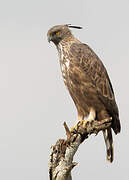 Changeable Hawk-Eagle