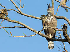 Changeable Hawk-Eagle