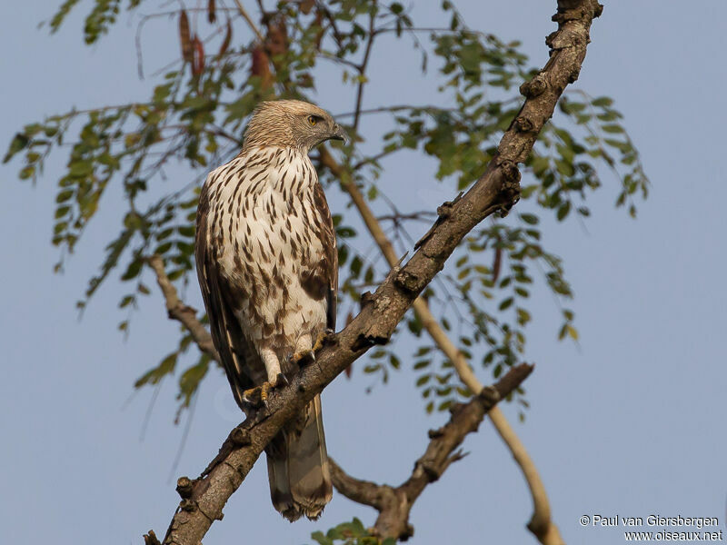 Aigle huppéadulte