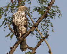 Changeable Hawk-Eagle