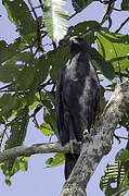 Changeable Hawk-Eagle