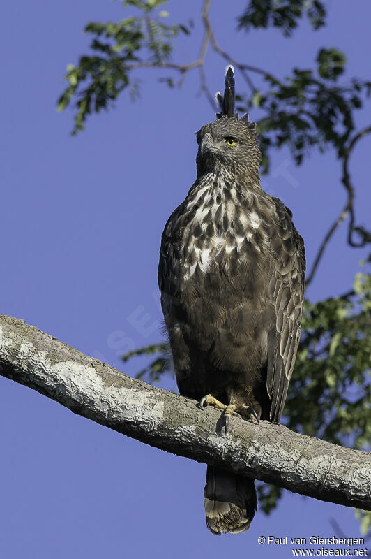 Aigle huppéadulte