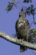 Changeable Hawk-Eagle