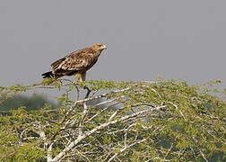 Eastern Imperial Eagle