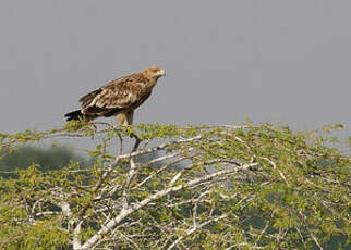 Aigle impérial