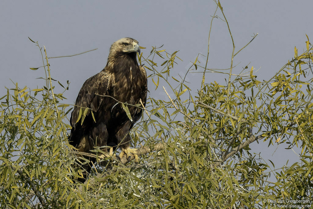 Aigle impérialadulte