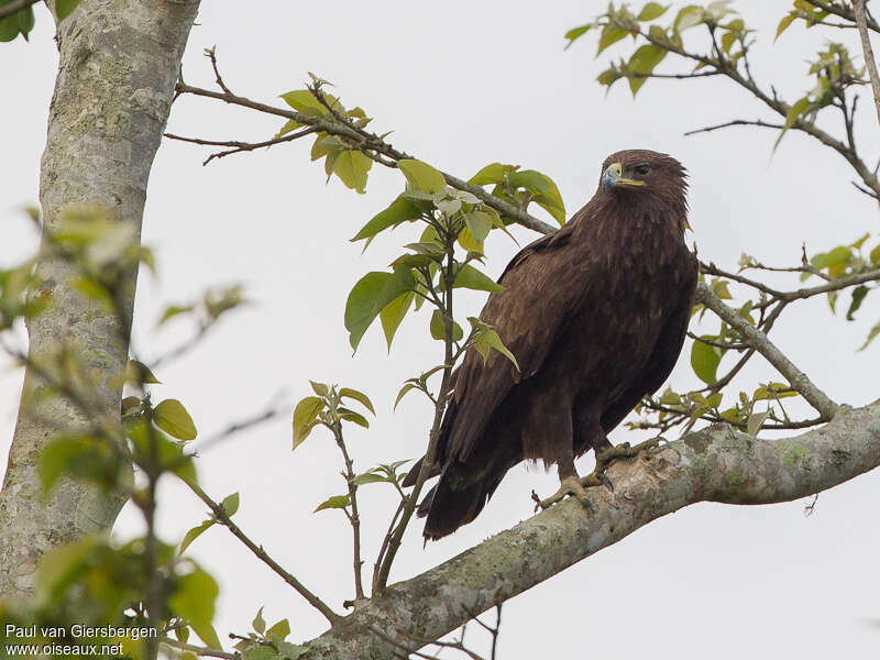 Aigle lancéoléadulte, identification