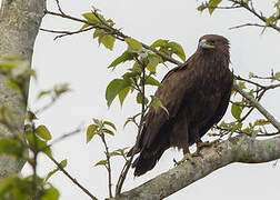 Indian Spotted Eagle