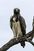 Martial Eagle