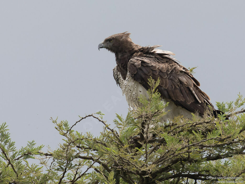 Aigle martialadulte