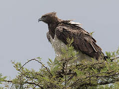 Martial Eagle