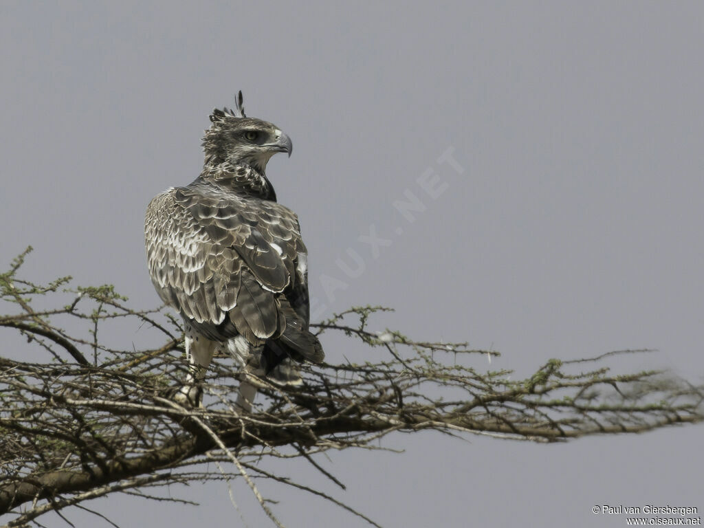 Aigle martialimmature