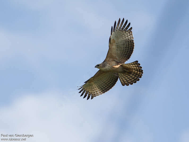 Mountain Hawk-Eagleimmature, Flight