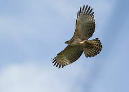 Mountain Hawk-Eagle