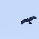Aigle noir