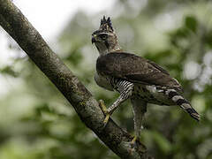 Aigle orné