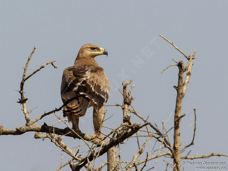 Aigle ravisseur