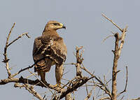 Aigle ravisseur