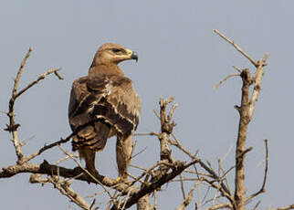 Aigle ravisseur