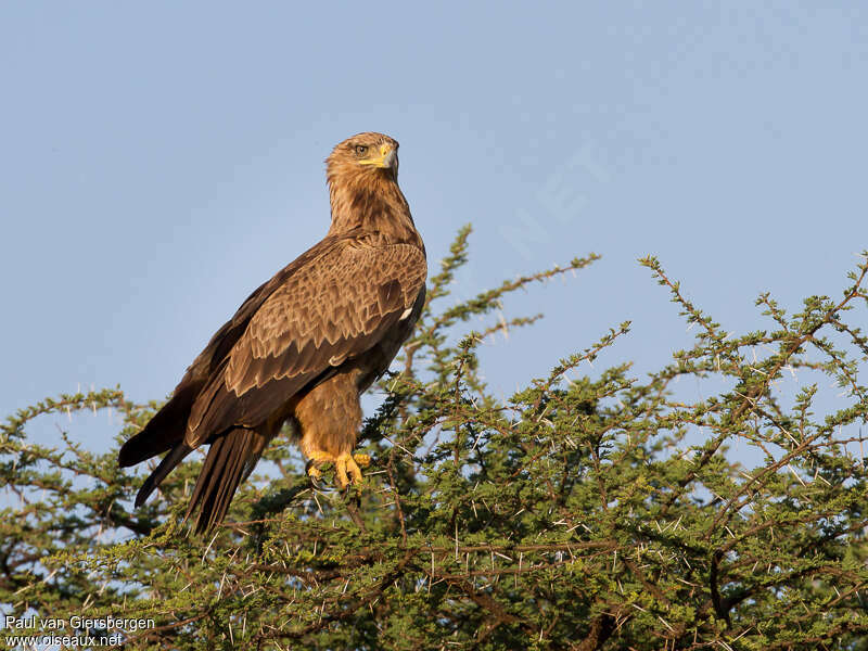 Tawny Eagleadult, identification