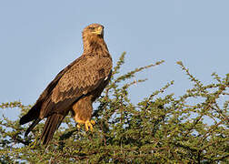 Tawny Eagle