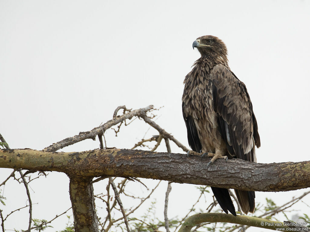 Aigle ravisseuradulte