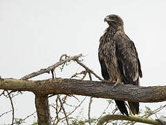 Aigle ravisseur