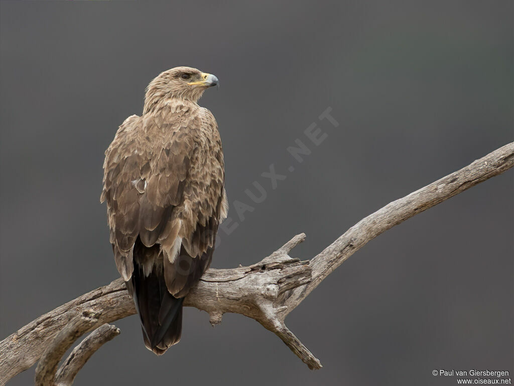 Aigle ravisseuradulte