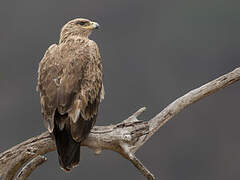 Aigle ravisseur