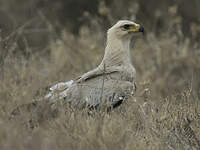 Aigle ravisseur