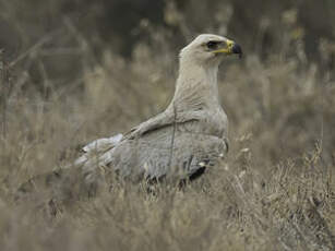 Aigle ravisseur